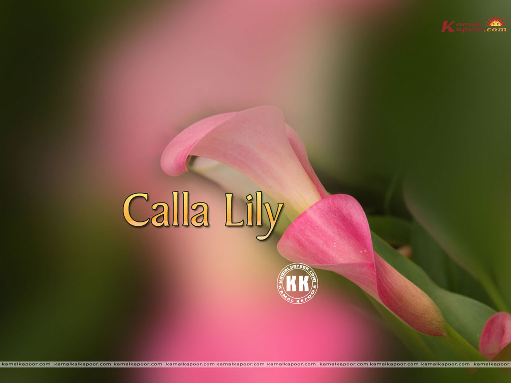 Calla Lilly Wallpaper